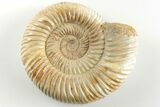 Polished Jurassic Ammonite (Perisphinctes) - Madagascar #203853-1